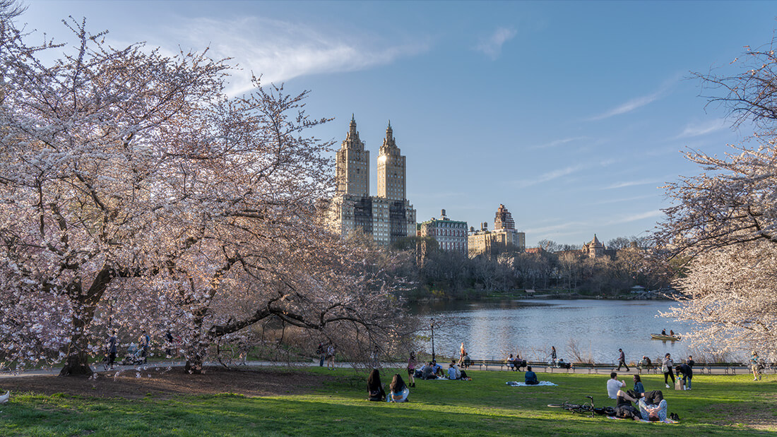 Central Park Cherry Blossoms New York Photographer