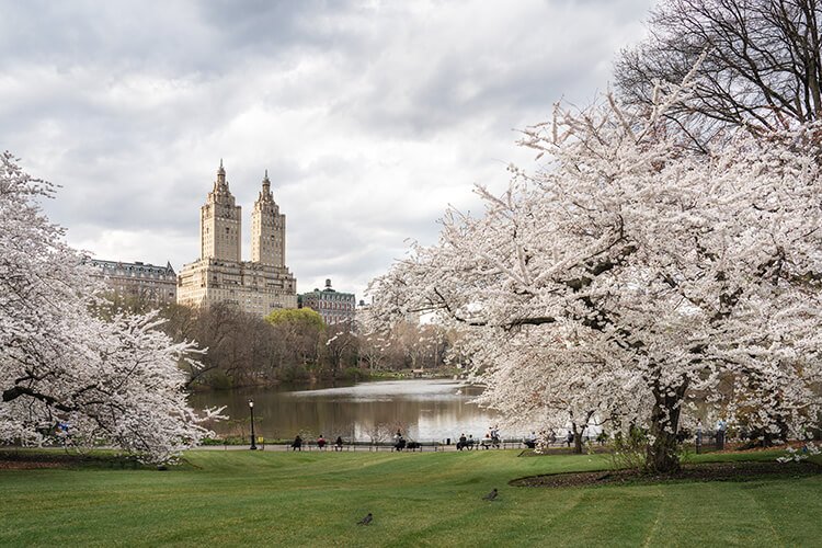 Central Park Cherry Blossoms DSC04879 v3